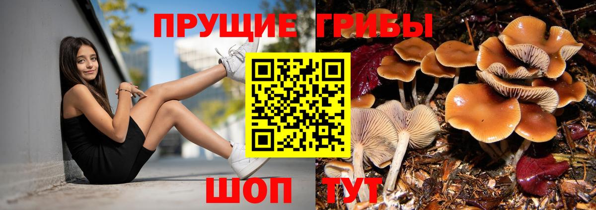 Галлюциногенные грибы Psilocybine cubensis Губкин